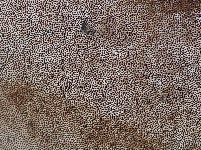 Perenniporia fraxinea